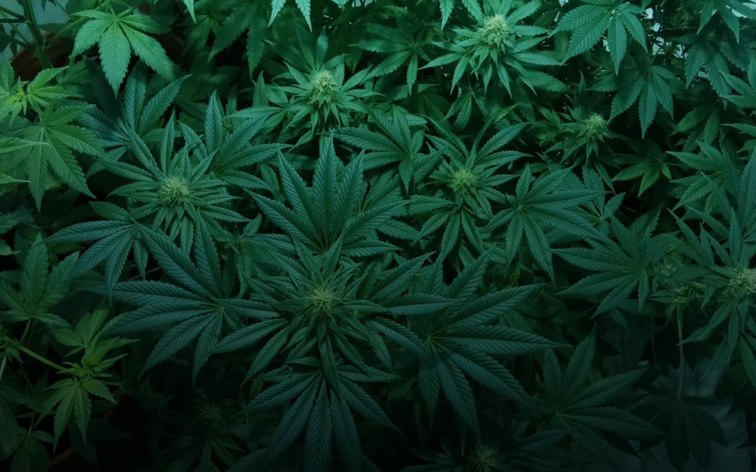 Exploring the Bliss: Why Cannabis Culture Is Blooming in Winnipeg